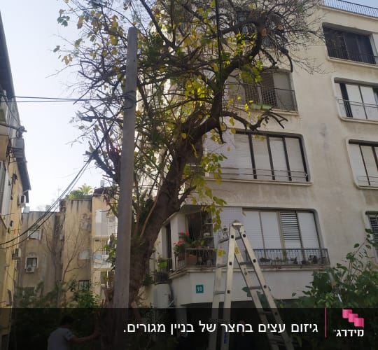 עץ גדול עם סולם ואנשים גוזמים ענפים